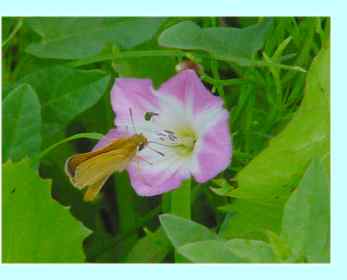 Schmetterling im Altmühlthal