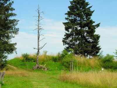 Totholz im Wildrosengarten in Breitenbrunn im Altmühltal