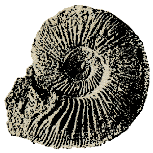Ammonit aus Dollnstein im Naturpark Altmühltal