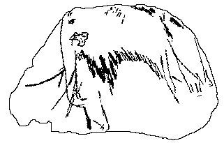 Mammut aus der Oberen Klause bei Neuessing im Altmühltal