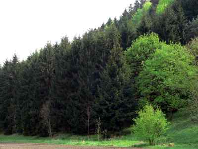 Fichten am Waldlehrpfad in Kipfenberg im Altmühltal
