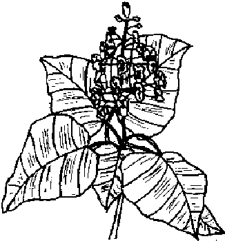 Trompetenbaum in Eichstätt im Altmühltal