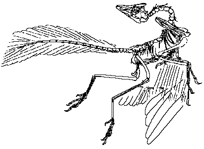 Eichstätter Exemplar des Archaeopteryx