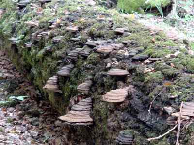 Pilze auf Totholz in Greding im Altmühltal