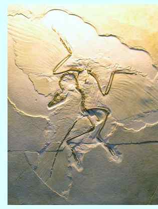 Urvogel Archaeopteryx im Museum in Gunzenhausen