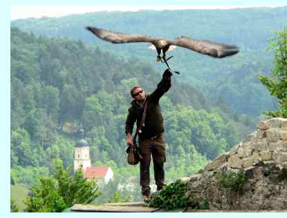 Falkner mit Adler in Riedenburg im Altmühltal